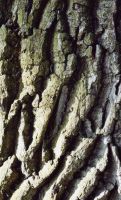 Holz-5